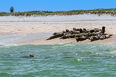 Seals on Beach By Monomoy Point Lighthouse on Cape Cod
